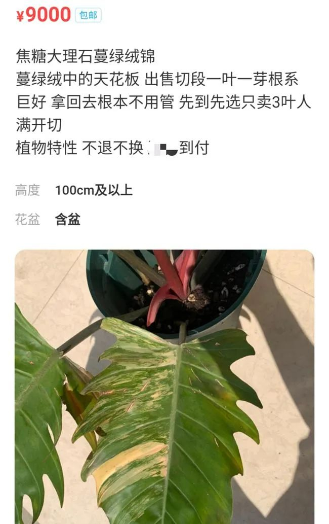 △一片带根叶子卖 9000 元