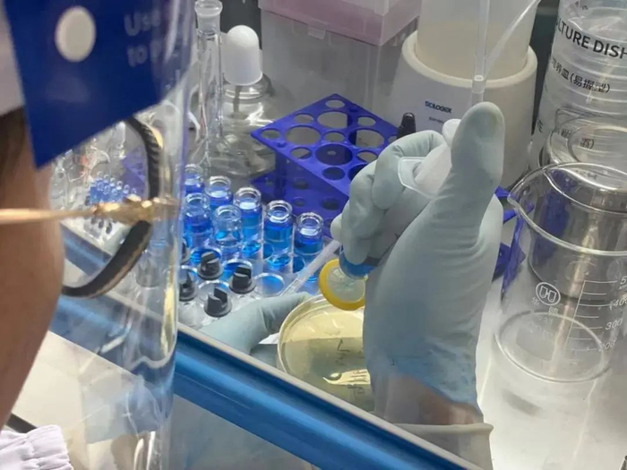 组氨酸铜制备完成，徐伟将残留的液体倒入培养皿做无菌检验（图自“八点健闻”微信公众号，陈鑫摄）