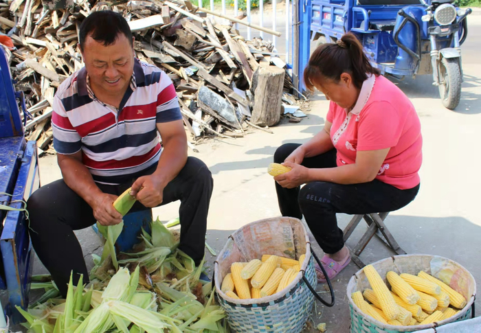 逊克县“巾帼生态小菜园”种植面积3794.4亩，预计带动农户增收719.45万元。逊克县委宣传部 供图