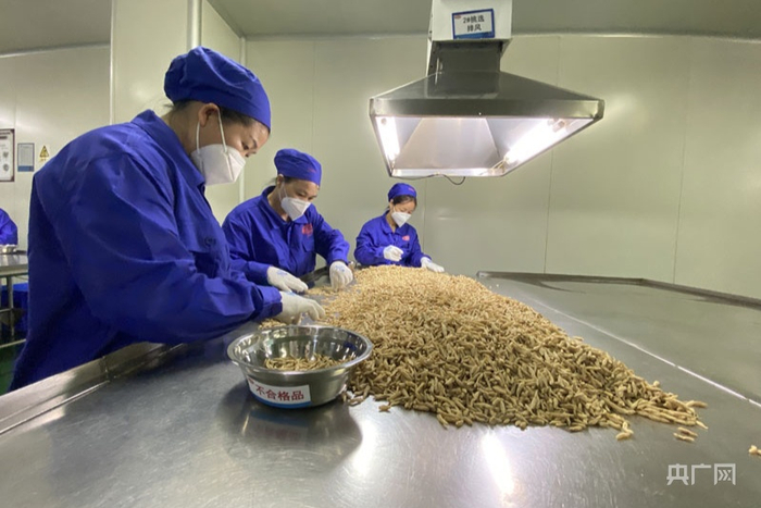 净选间操作人员挑选麦冬（央广网记者 胡斐 摄）