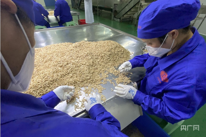 净选间操作人员挑选麦冬（央广网记者 胡斐 摄）