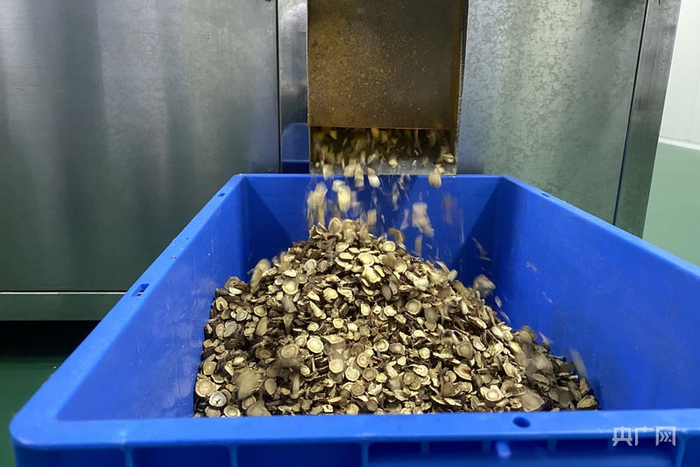 工人切制甘草（央广网记者 胡斐 摄）