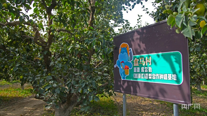 上户村的盒马直采合作种植基地。李昊轩摄央广网发