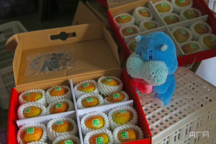 即将发往各地盒马超市的“树顶红”香梨。李昊轩摄央广网发