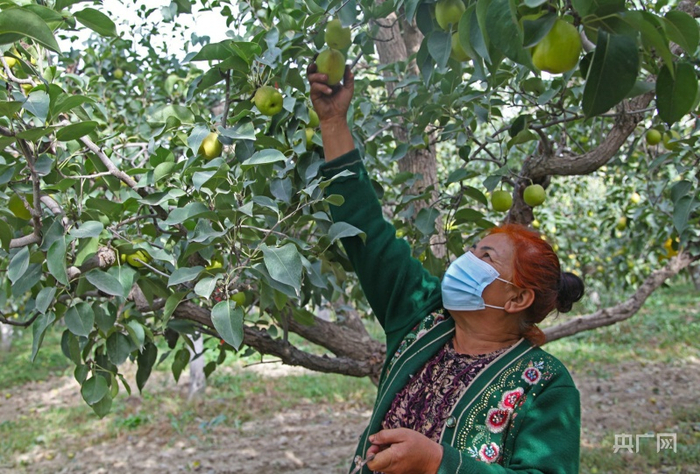 上户村村民正在盒马直采合作种植基地内采摘香梨。李昊轩摄央广网发