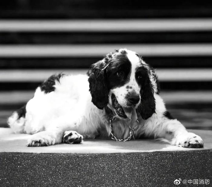 汶川地震救援最后一只搜救犬离世_手机新浪网