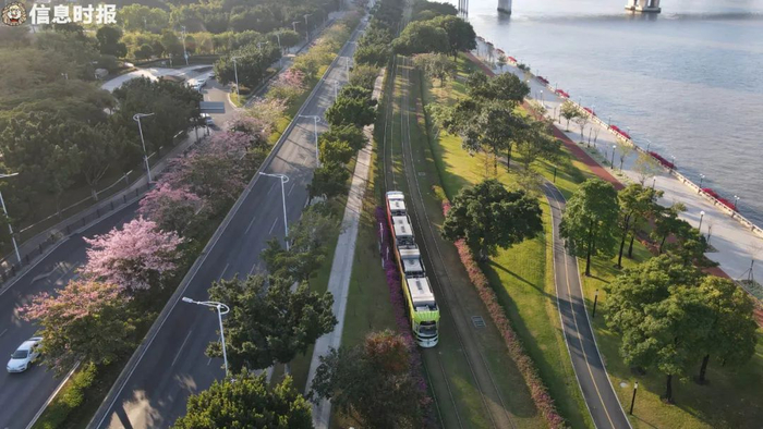 行驶在海珠区阅江路附近的海珠有轨电车，这条公交线路被誉为“广州最美七公里”。信息时报记者 叶伟报 摄