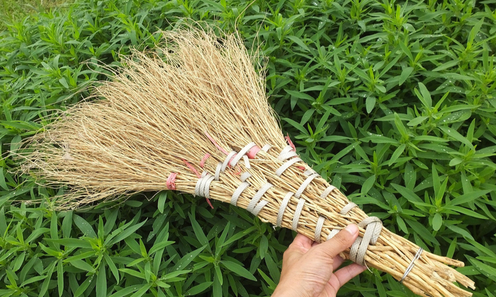 扫帚苗又名地肤是个宝,可是好多人不知道,看完涨知识了收藏起来