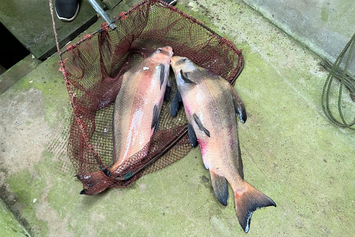 从养殖场鱼池里捞起的胭脂鱼。 澎湃新闻记者 陈悦 摄