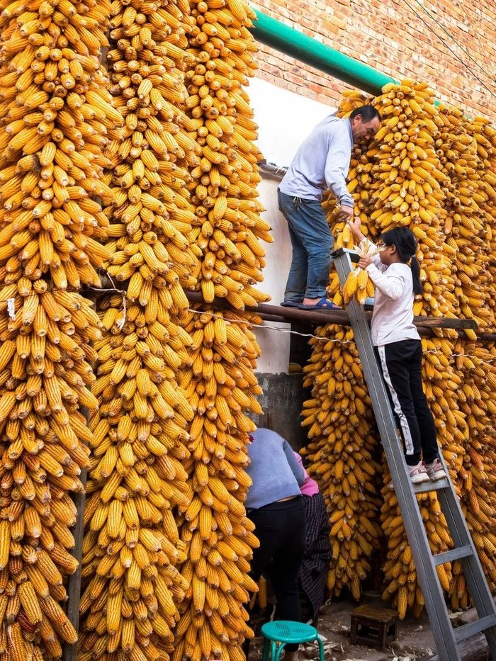 ▲ 人们把玉米串挂满房前屋后，是丰收的象征。摄影/15709568，图/图虫·创意