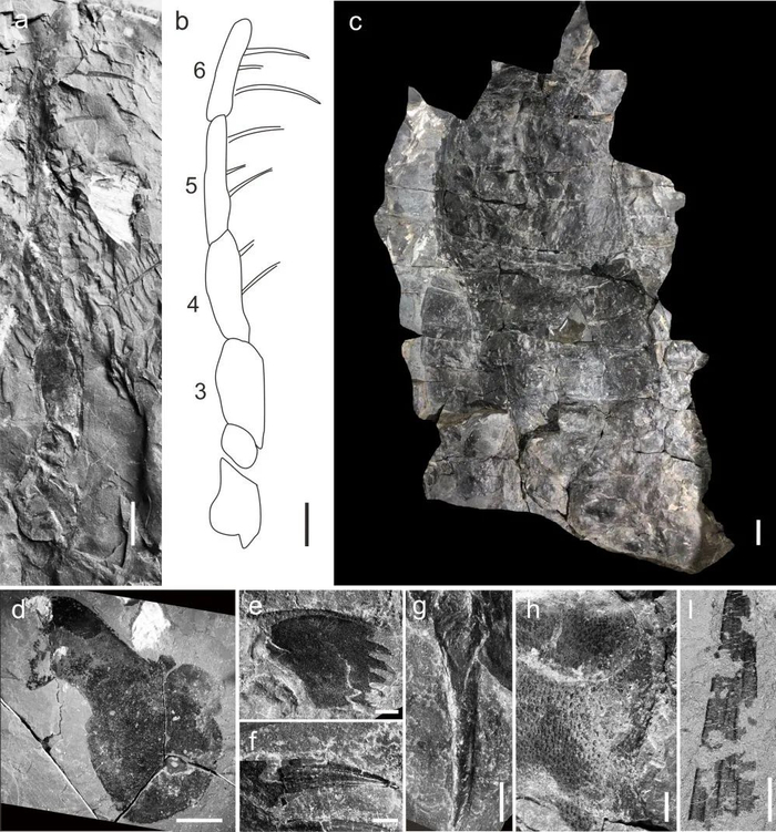 恐鲎未定种（a-c）及秀山恐鲎（d-i）的化石图。（中科院南古所供图）