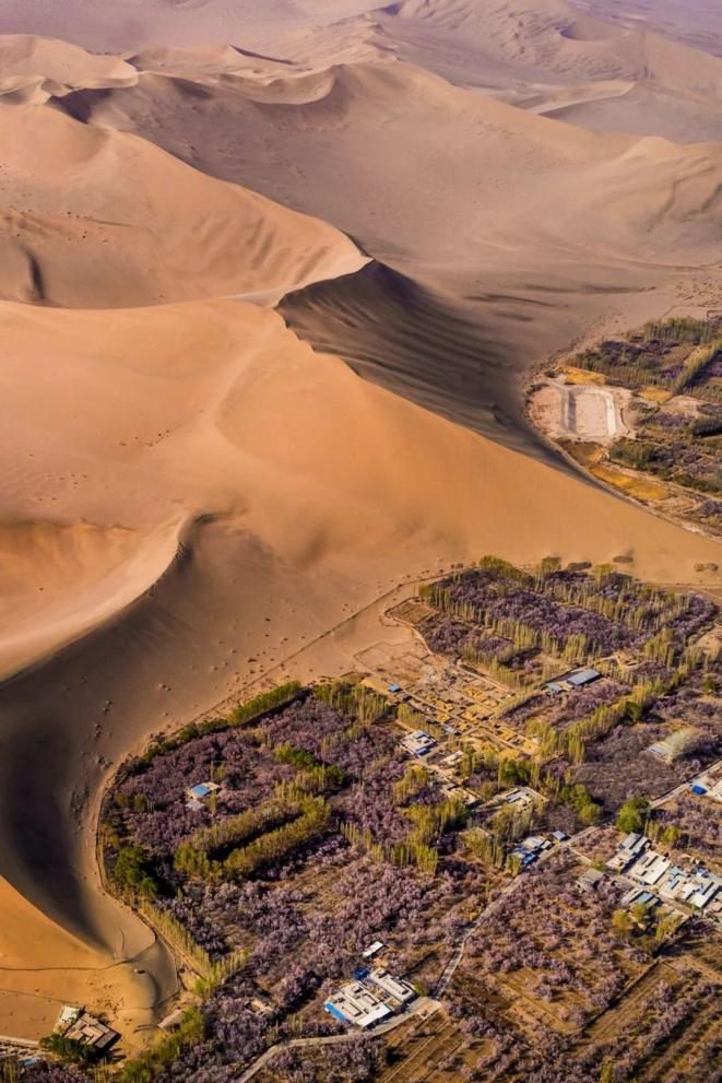 敦煌鸣沙山下，杏树延伸出一片绿洲。摄影/徐海洋