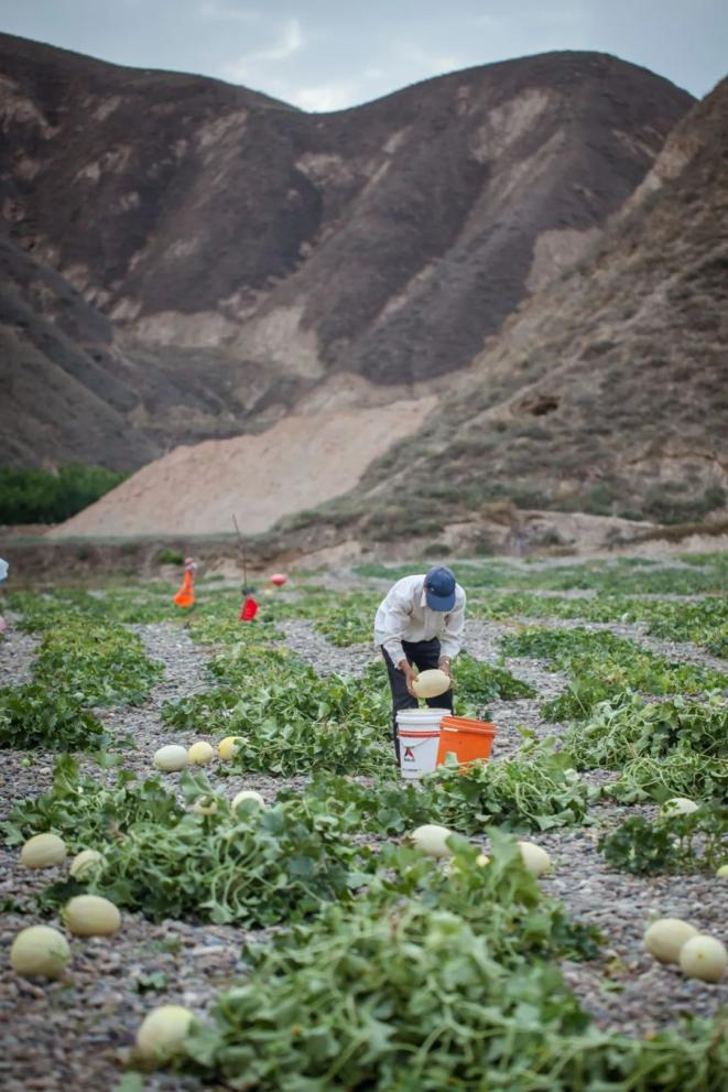 白兰瓜，兰州的“果味名片”。摄影/严肃