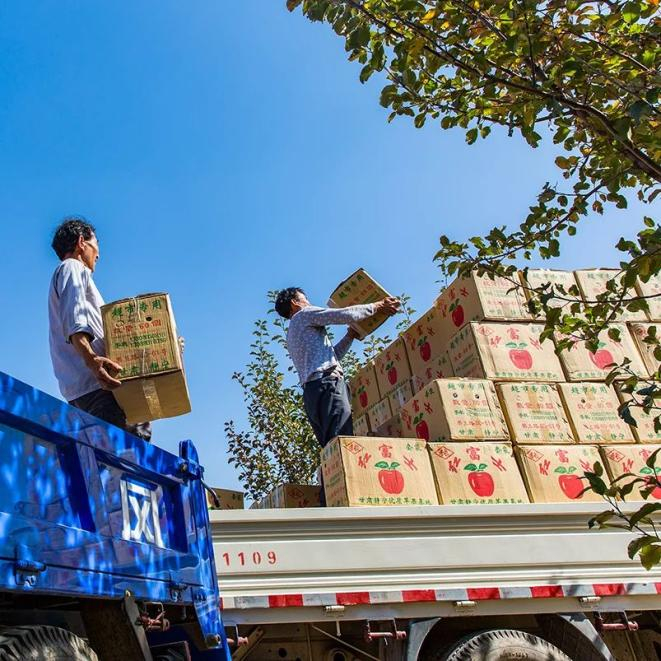 整装待发的平凉静宁苹果。摄影/李存时