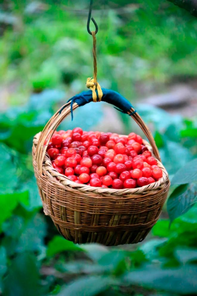 陇南樱桃，抓一把吃。摄影/冉创昌