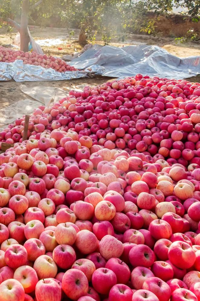 丰收啦！平凉苹果堆积成山。摄影/李存时