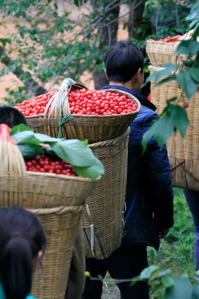 陇南武都，晶莹剔透的樱桃。摄影/冉创昌