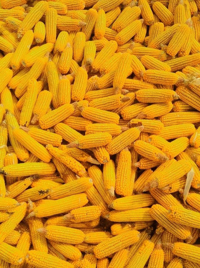 ▲ 玉米不仅是粮食，更成了一种能源。摄影/Niuniu612，图/图虫·创意