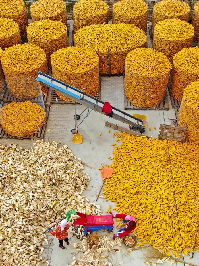 ▲ 大多玉米储存起来后。售卖转化成其他产品。摄影/吕文文，图/图虫·创意