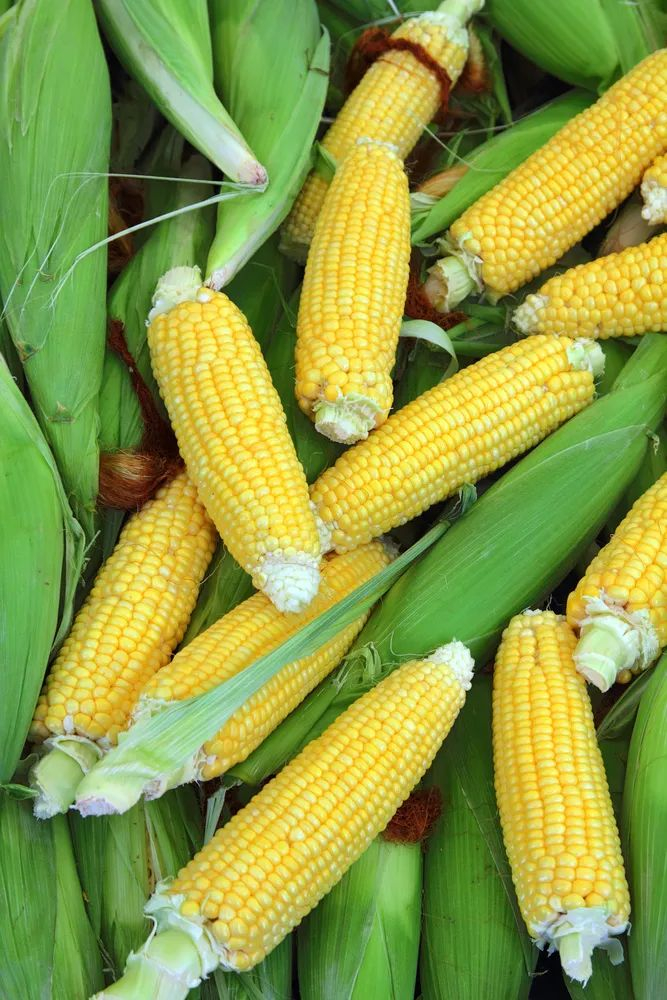 ▲ 为了保鲜，鲜苞米一般会穿着绿色的外衣。摄影/Kokhanchikov，图/图虫·创意