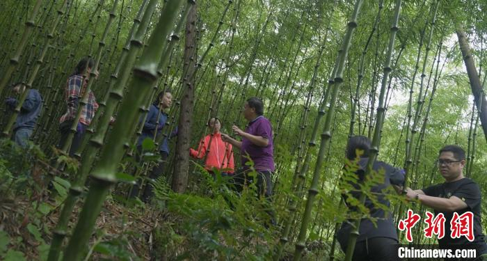 图为“筇竹教授”董文渊带领团队检查筇竹生长状况 杜潇潇 摄