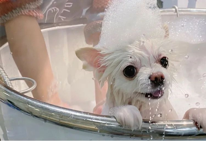 美容师为宠物狗洗澡