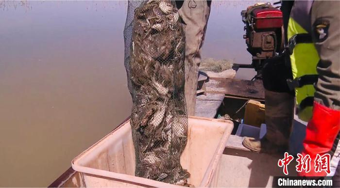 图为打捞上来的螃蟹。　青海广播电视台柴达木记者站 供图