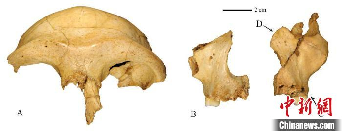 华龙洞 6号面骨化石。　中科院古脊椎所 供图