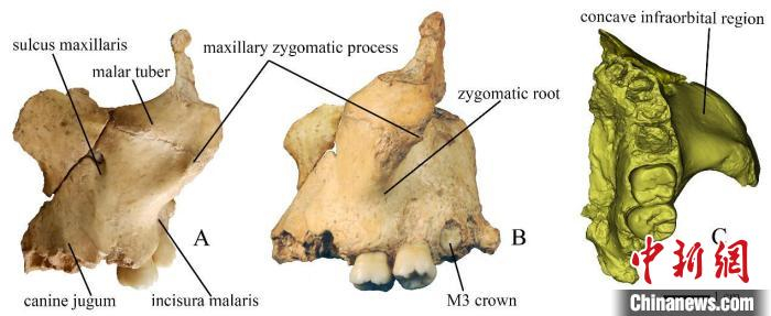华龙洞6号左侧上颌骨及颧骨。　中科院古脊椎所 供图