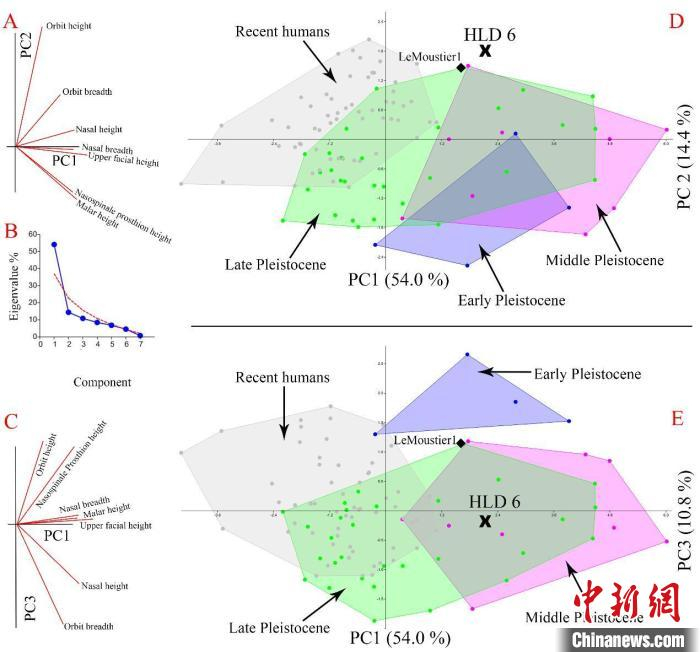 华龙洞6号与世界范围更新世古人类及现代人类面部测量数据多变量统计分析。　中科院古脊椎所 供图