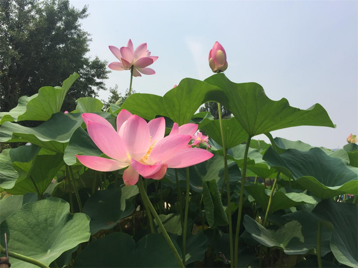 南植古莲池中的普兰店古莲