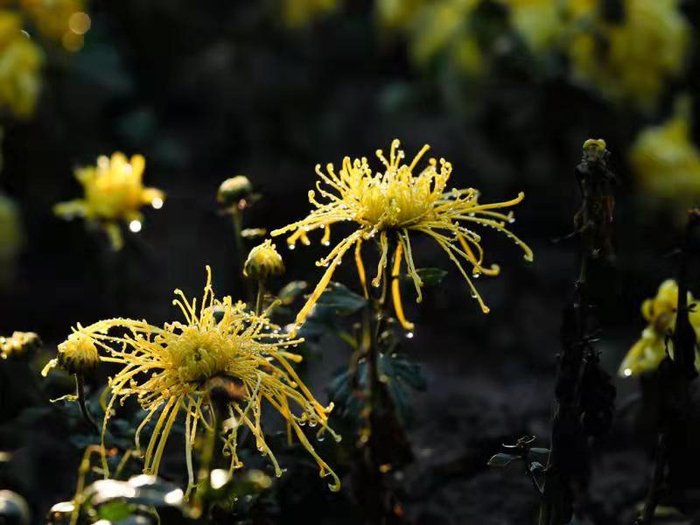 寒露里的秋菊（央广网发 谭杰摄）