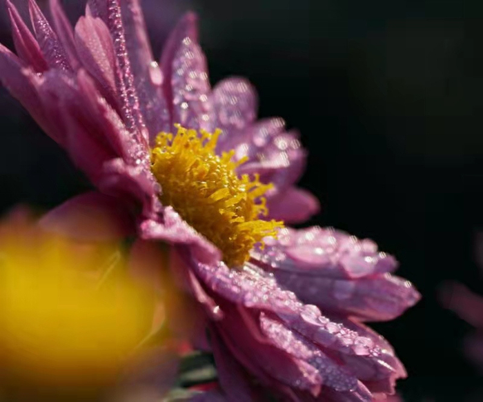 寒露里的秋菊（央广网发 谭杰摄）