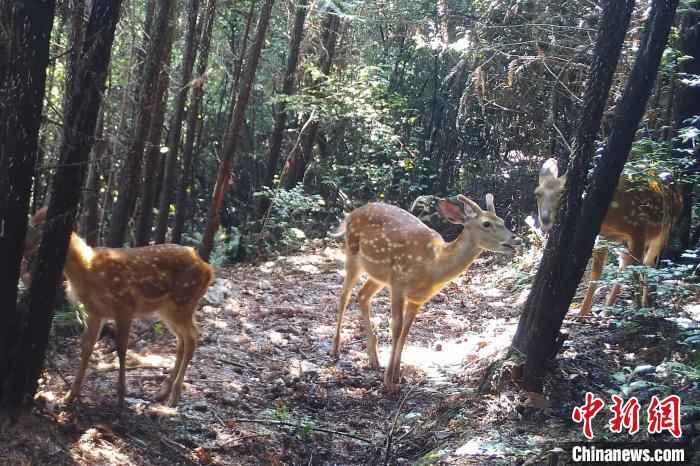 图为2021年7月，在江西桃红岭梅花鹿国家级自然保护区，红外相机监测拍摄到的野生梅花鹿华南亚种。　江西桃红岭梅花鹿国家级自然保护区 供图