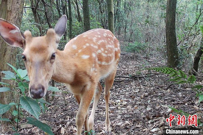 图为2021年7月，在江西桃红岭梅花鹿国家级自然保护区，红外相机监测拍摄到的野生梅花鹿华南亚种。　江西桃红岭梅花鹿国家级自然保护区 供图