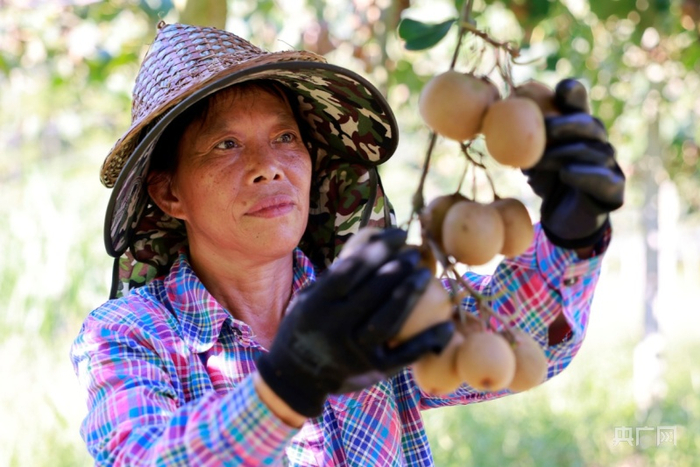 果农喜摘丰收果（央广网发 徐华山摄）