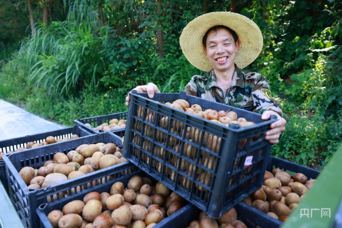 果农将采摘下的猕猴桃装车（央广网发 徐华山摄）