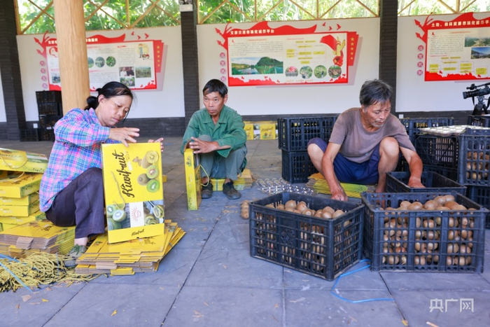 借助电商平台把猕猴桃销往全国各地（央广网发 徐华山摄）