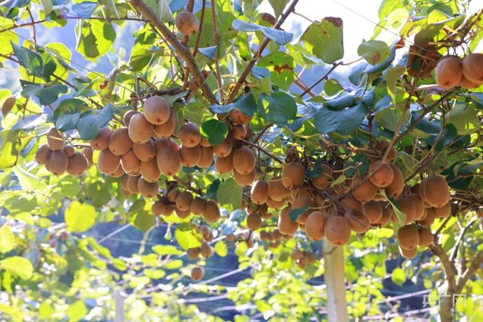 挂满藤架的猕猴桃（央广网发 徐华山摄）