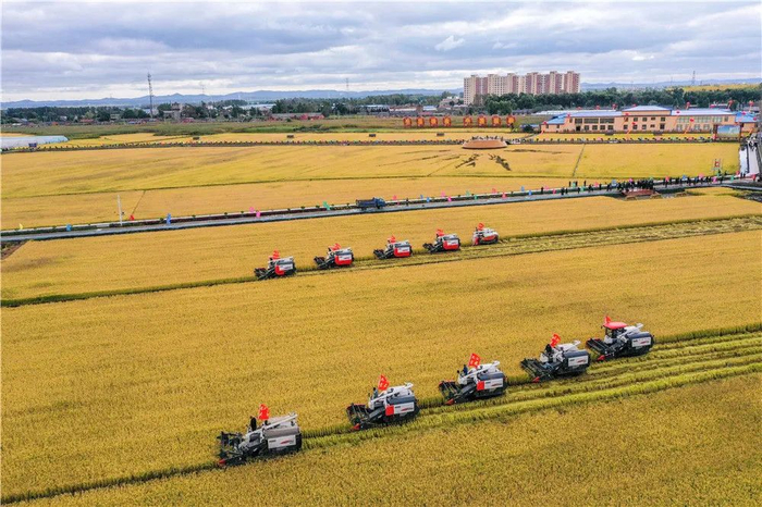 在吉林省长春市九台区龙嘉街道红光村，农民驾驶农机进行水稻收割作业（9月23日摄，无人机照片）。新华社记者 张楠 摄