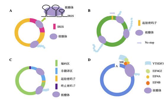 半年「吸金」超6亿美元,火热的环状RNA如何激活新产业?基因治疗和新药开发将是其最具价值的方向