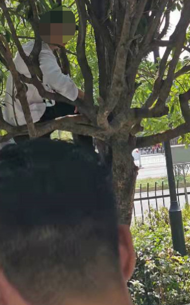 PK失败，主播爬树作为惩罚。人民网 黄钰摄