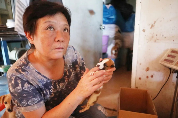 ▲9月30日，上海，流浪狗基地，周姐用手指伸入一直小狗的嘴巴，以小狗吮吸的力度判断狗的状态。