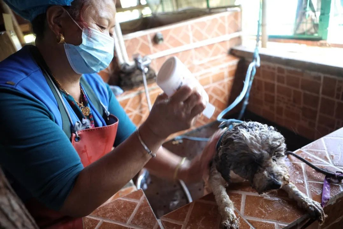 ▲志愿者给狗洗澡。