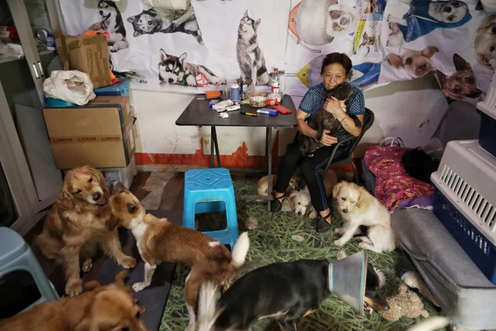 ▲周姐在办公室休息，狗围了上来，她随手抱起一只。