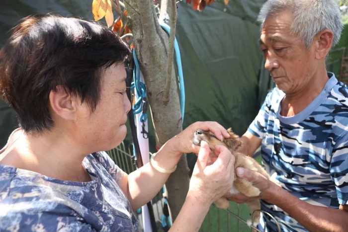 ▲9月30日，上海，流浪狗基地内，周姐给一只小狗喂药。 