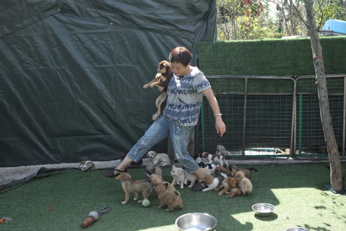 ▲9月30日，上海，流浪狗基地，周姐检查“盲盒狗”状态，它们看到周姐后都围了上来。 