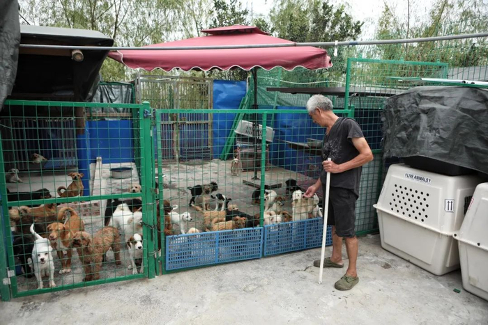 ▲志愿者查看基地内的流浪狗。 
