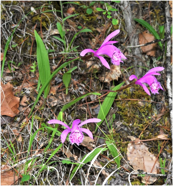兰科植物（图片来源：中科院网站）