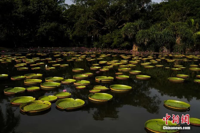 中国科学院西双版纳热带植物园内，大型植物王莲漂浮在水面上。中新社记者 康平 摄